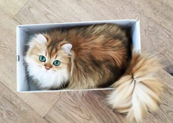 10 Best Pics of Smoothie : The World's Most Photogenic Cat You have Ever Seen Tomatoheart.com 5