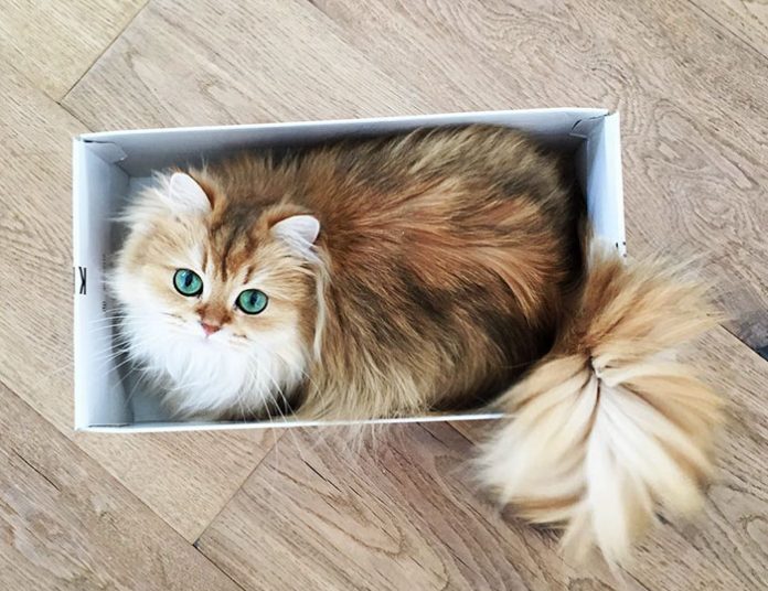 10 Best Pics of Smoothie : The World's Most Photogenic Cat You have Ever Seen Tomatoheart.com 5