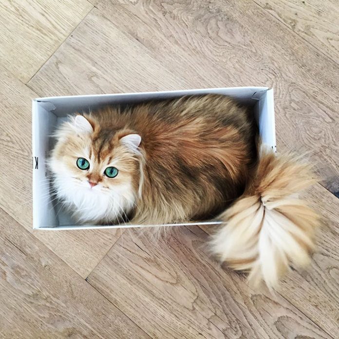 10 Best Pics of Smoothie : The World's Most Photogenic Cat You have Ever Seen Tomatoheart.com 5