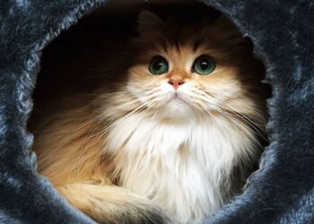 Smoothie The photogenic CAT Tomatoheart7 | 10 Best Pics of Smoothie : The World's Most Photogenic Cat You have Ever Seen Bipasha Karan | 5 10 Best Pics of Smoothie : The World's Most Photogenic Cat You have Ever Seen Tomatoheart.com 1