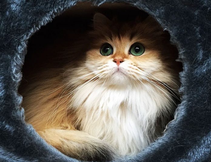 10 Best Pics of Smoothie : The World's Most Photogenic Cat You have Ever Seen Tomatoheart.com 1