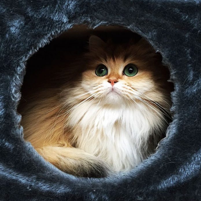10 Best Pics of Smoothie : The World's Most Photogenic Cat You have Ever Seen Tomatoheart.com 1