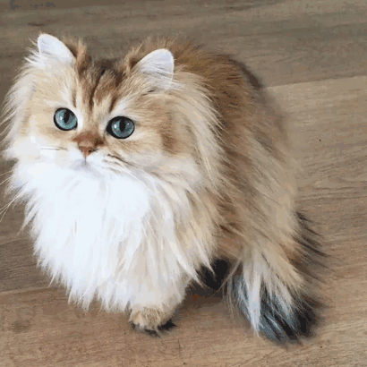 Smoothie-The photogenic CAT Tomatoheart8
