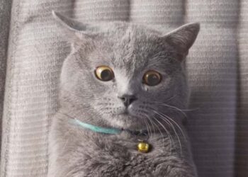 This kitty attempted to make the ultimate viral cat video but she cried. Why? Let's see Tomatoheart.com