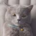 This kitty attempted to make the ultimate viral cat video but she cried. Why? Let's see Tomatoheart.com