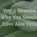Aloe Vera | Top 5 Reasons Why You Should Be Using Aloe Vera Regularly In Your Daily Life Dhinchak Pooja | 15 Top 5 Reasons Why You Should Be Using Aloe Vera Regularly In Your Daily Life Tomatoheart.com 3
