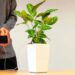 bioo lite | Can You Charge Your Phone With The Power of A Plant ? With "Bioo", You Can. appealing roles | 17 Can You Charge Your Phone With The Power of A Plant ? With "Bioo", You Can. Tomatoheart.com 1