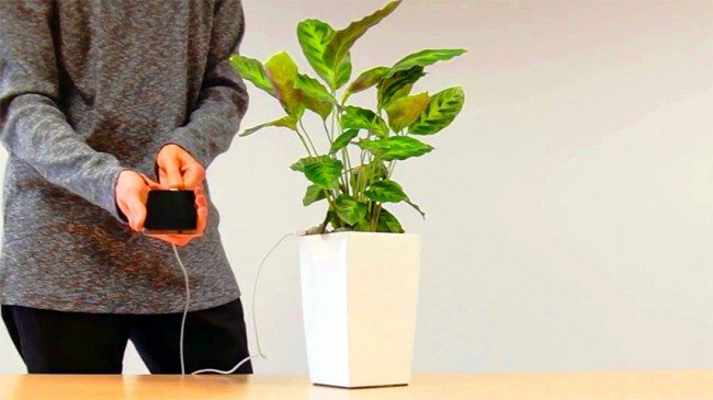 Can You Charge Your Phone With The Power of A Plant ? With "Bioo", You Can. Tomatoheart.com 1