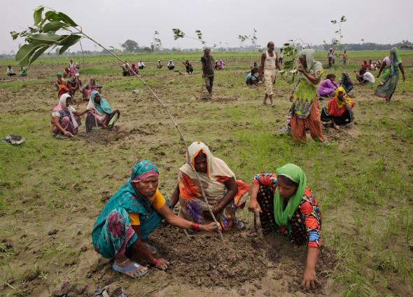 Guinness World Record tt1 India Breaks Guinness World Record- Allahabad Plants 50 Million Trees in One Day Tomatoheart 1
