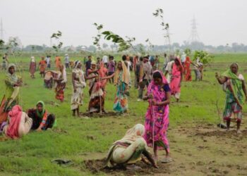 India Breaks Guinness World Record- Allahabad Plants 50 Million Trees in One Day Tomatoheart.com 10