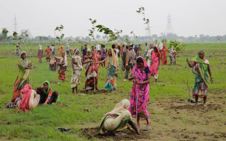 India Breaks Guinness World Record- Allahabad Plants 50 Million Trees in One Day Tomatoheart.com 10