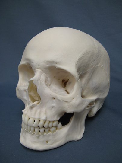 Haunted Objects Caucasian Human Skull 15 Haunted Objects That Will Scare The Hell Out Of You Tomatoheart 16