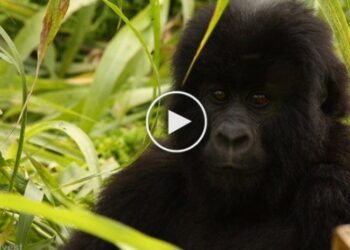 The 12 Majestic Creatures Most Likely To Go Extinct In 2016 ( Video List ) Tomatoheart.com 1