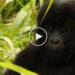 The 12 Majestic Creatures Most Likely To Go Extinct In 2016 ( Video List ) Tomatoheart.com 1