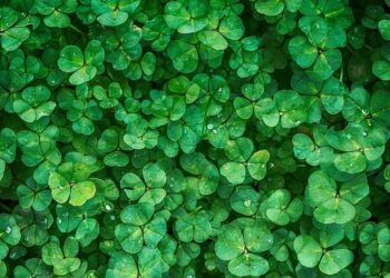 clover 1225988 640 | All That Is Green Is Not Great (10 Plants That Should Not Be Planted In Your Yard ) dhinchak pooja | 10 All That Is Green Is Not Great (10 Plants That Should Not Be Planted In Your Yard ) Tomatoheart.com 6