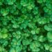 All That Is Green Is Not Great (10 Plants That Should Not Be Planted In Your Yard ) Tomatoheart.com 6