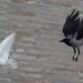 appealing roles international peace day peace bird blood tomatoheart Is There Any Peace Left on This International Peace Day? Tomatoheart 4