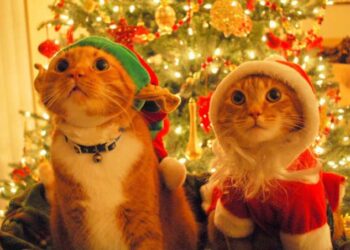 merry-christmas-tomatoheart-2