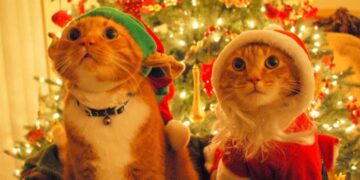 Merry Christmas Tomatoheart 2 | How To Celebrate Christmas When You Are Poor Google Chrome | 24 merry-christmas-tomatoheart-2