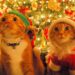 merry-christmas-tomatoheart-2